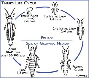 thrips
